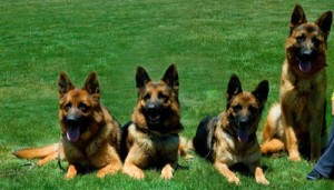 Trained German Shepherd Dogs