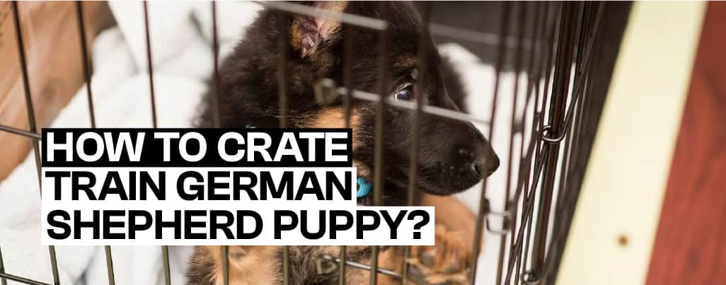 How to crate train a german shepherd hotsell