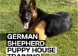 German Shepherd Puppy House Training