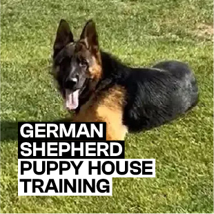 German Shepherd Puppy House Training