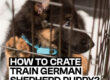 How To Crate Train Your German Shepherd