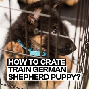 How to crate train a german shepherd hotsell