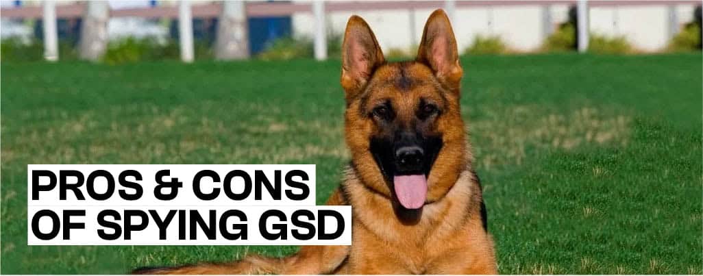 should you spy GSD