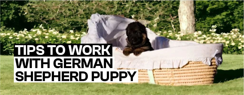 How to Work with German Shepherd Puppy