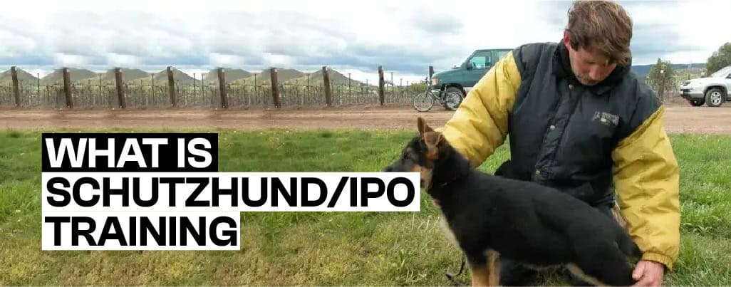 Schutzhund ipo Training Explained