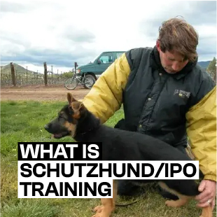 What is Schutzhund ipo Training