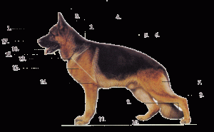 Schutzhund Titled German Shepherds