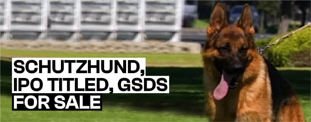 Selling SCHUTZHUND, IPO TITLED, GSDS