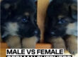 Male vs Female German Shepherd