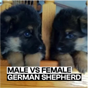 Male vs Female German Shepherd