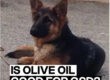 is olive oil good for german shepherd