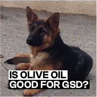 is olive oil good for german shepherd