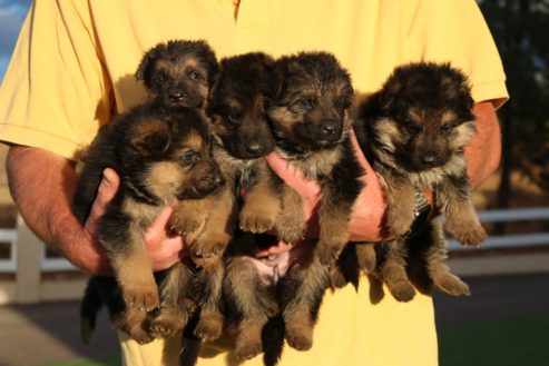 German Shepherd puppies being held
