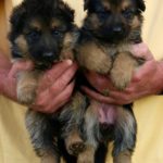 German Shepherd puppies being held