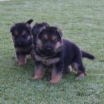German Shepherd puppies standing