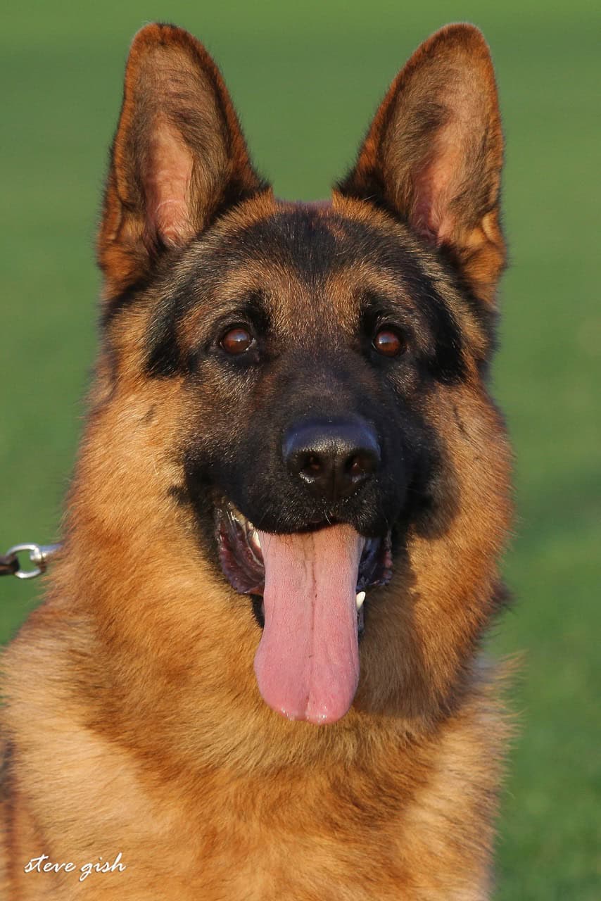 full breed german shepherd cost