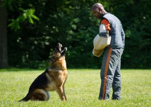 German Shepherd protection with Vince