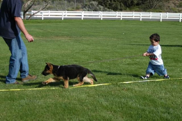 German shepherd training with child