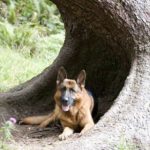 German Shepherd in tree