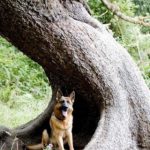 German shepherd in tree