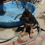 Puppy with pool