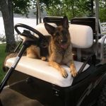 German Shepherd in golf cart