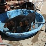 German Shepherd puppies in pool