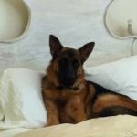 German Shepherd on bed