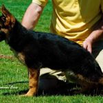 German Shepherd puppy standing