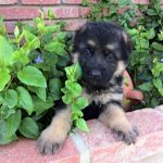 German Shepherd puppy in plants