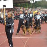 German Shepherds Competition