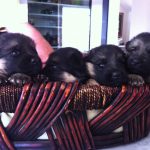 German Shepherd Puppies in Basket