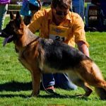 German Shepherd at competition