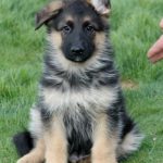 German Shepherd puppy with floppy ear