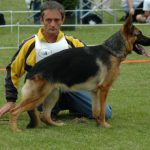 Wüstenberger-Land German Shepherds show dog