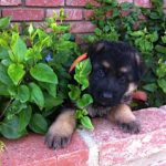 German Shepherd puppy in planter
