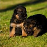 German Shepherds puppies