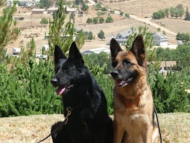 Black and Brown German Shepherds