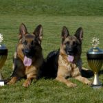 Wüstenberger-Land German Shepherds with trophies