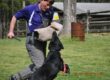 German Shepherd protection training