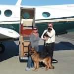 German Shepherds with couple and plane