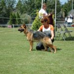 German Shepherd Waiting at Competition