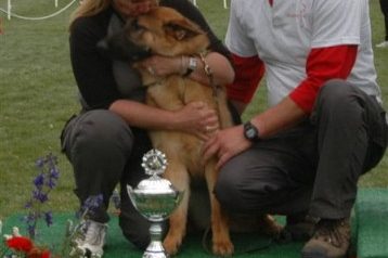 German Shepherd at Sieger Show