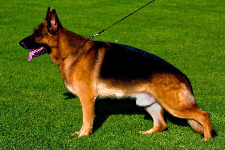 Quartz vom German Shepherd