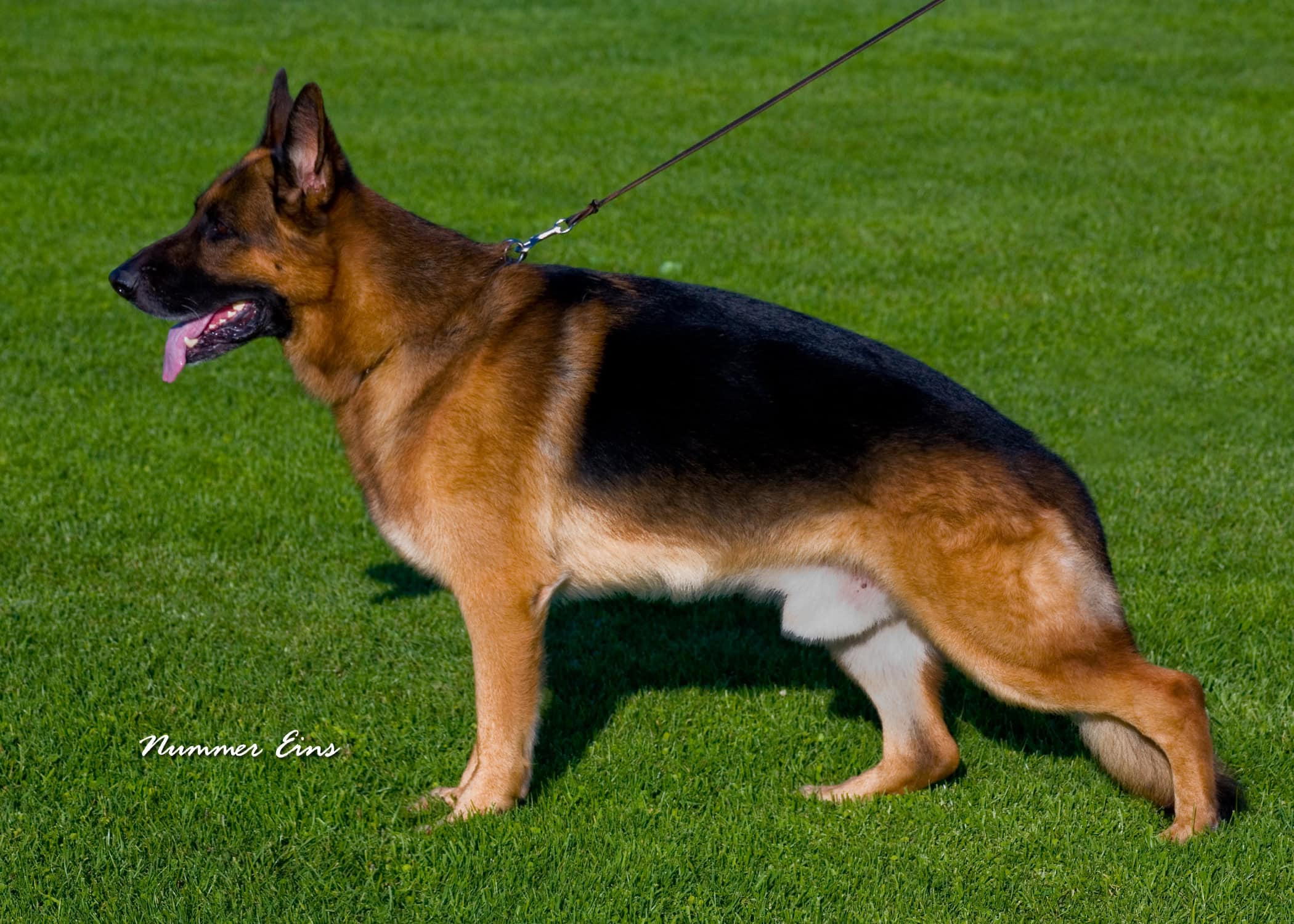 male-german-shepherds-professionally-trained-protection-german-shepherds