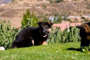 quartz tara puppies 1