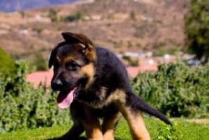 quartz tara puppies 10
