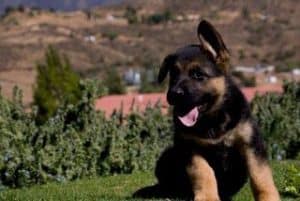 quartz tara puppies 11