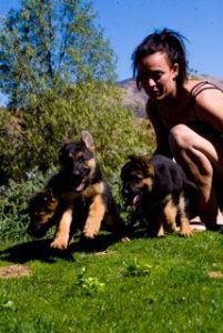 quartz tara puppies 16