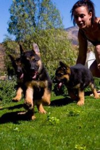 quartz tara puppies 17